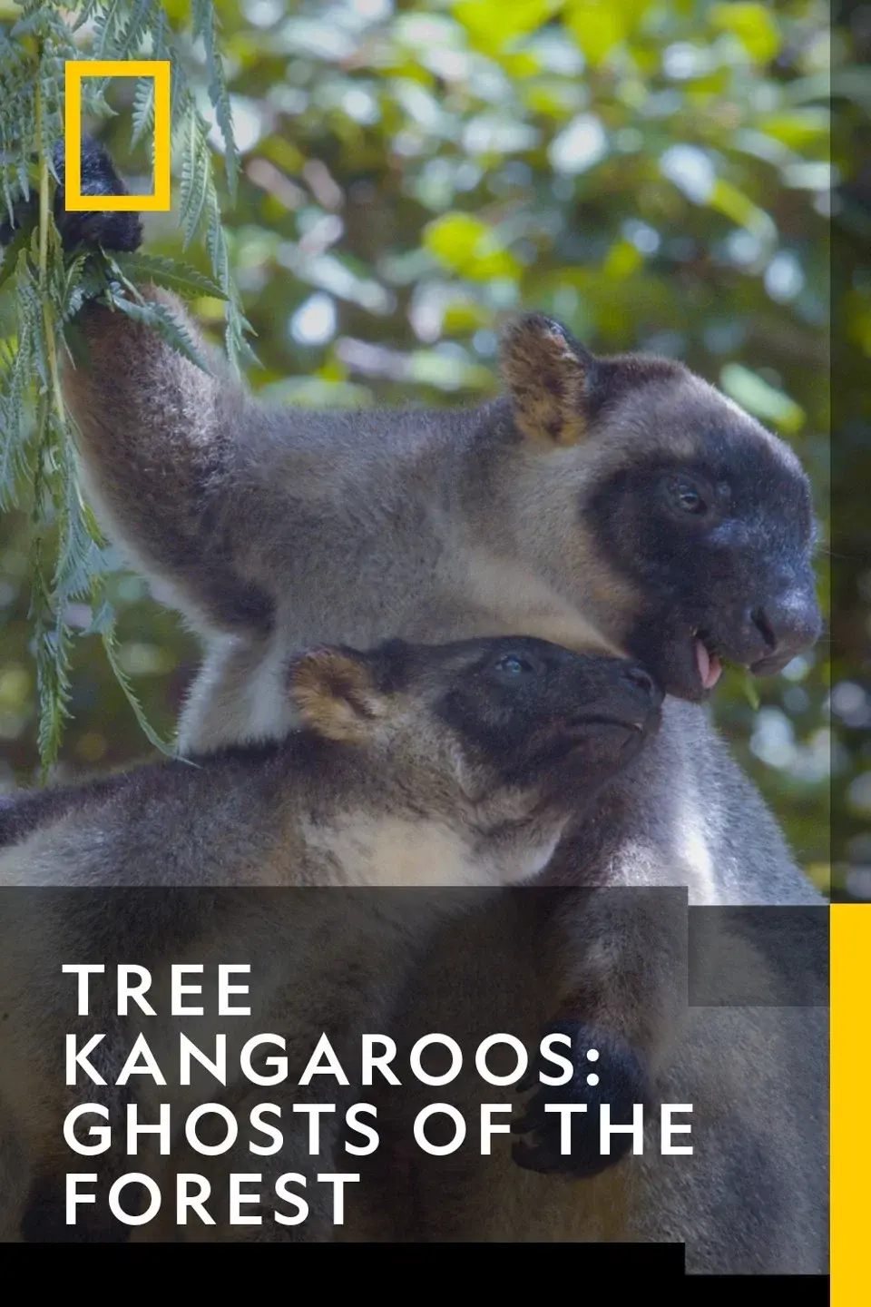 Tree Kangaroos: Ghosts of the Forest