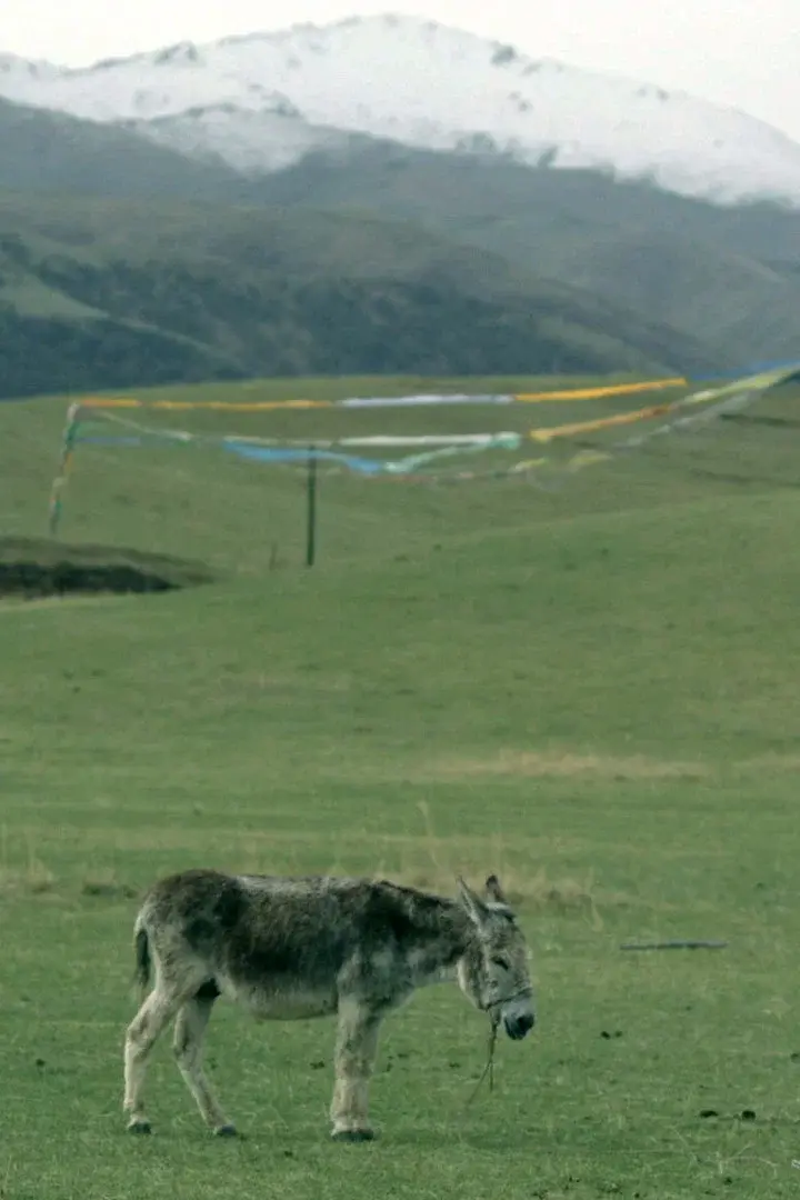 The Boys and the Donkey