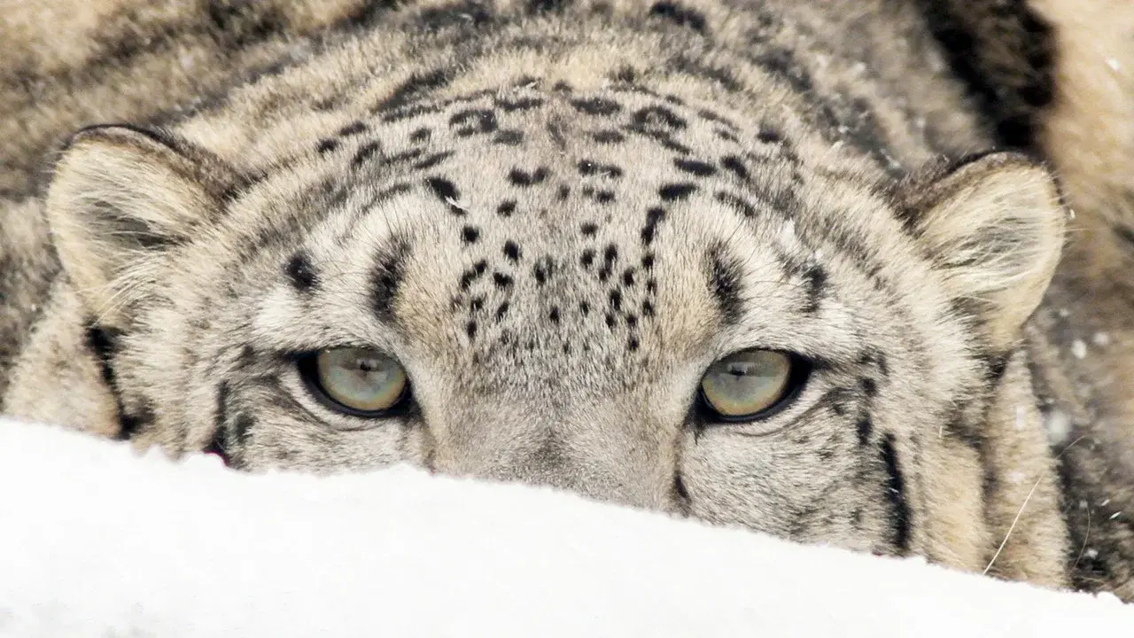 Spirit of the Mountains