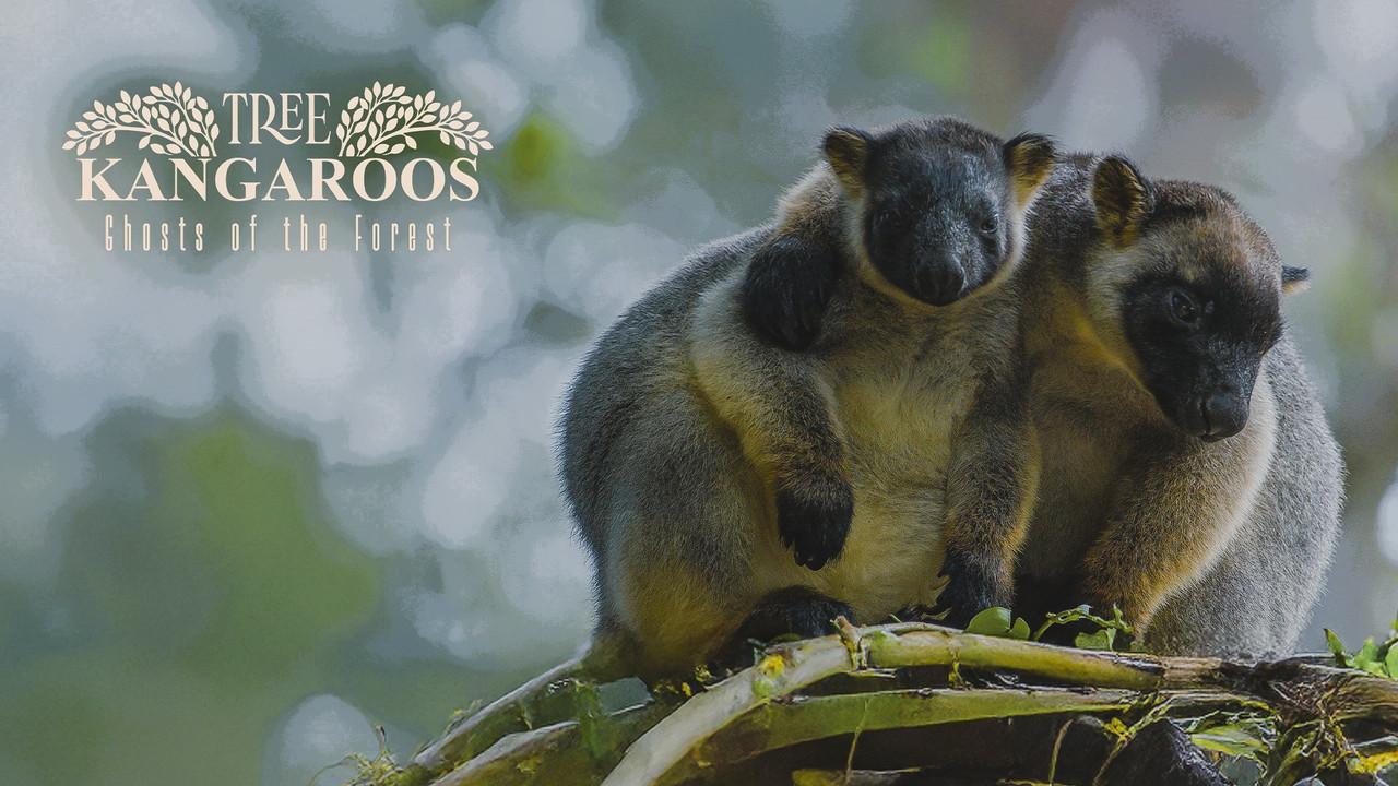 Tree Kangaroos: Ghosts of the Forest