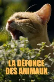 La défonce des animaux