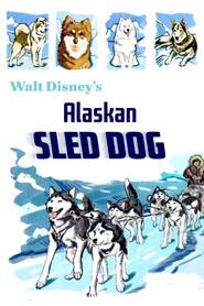 Alaskan Sled Dog