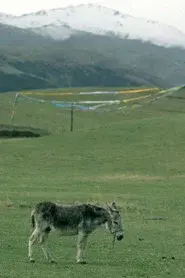 The Boys and the Donkey