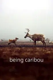 Being Caribou