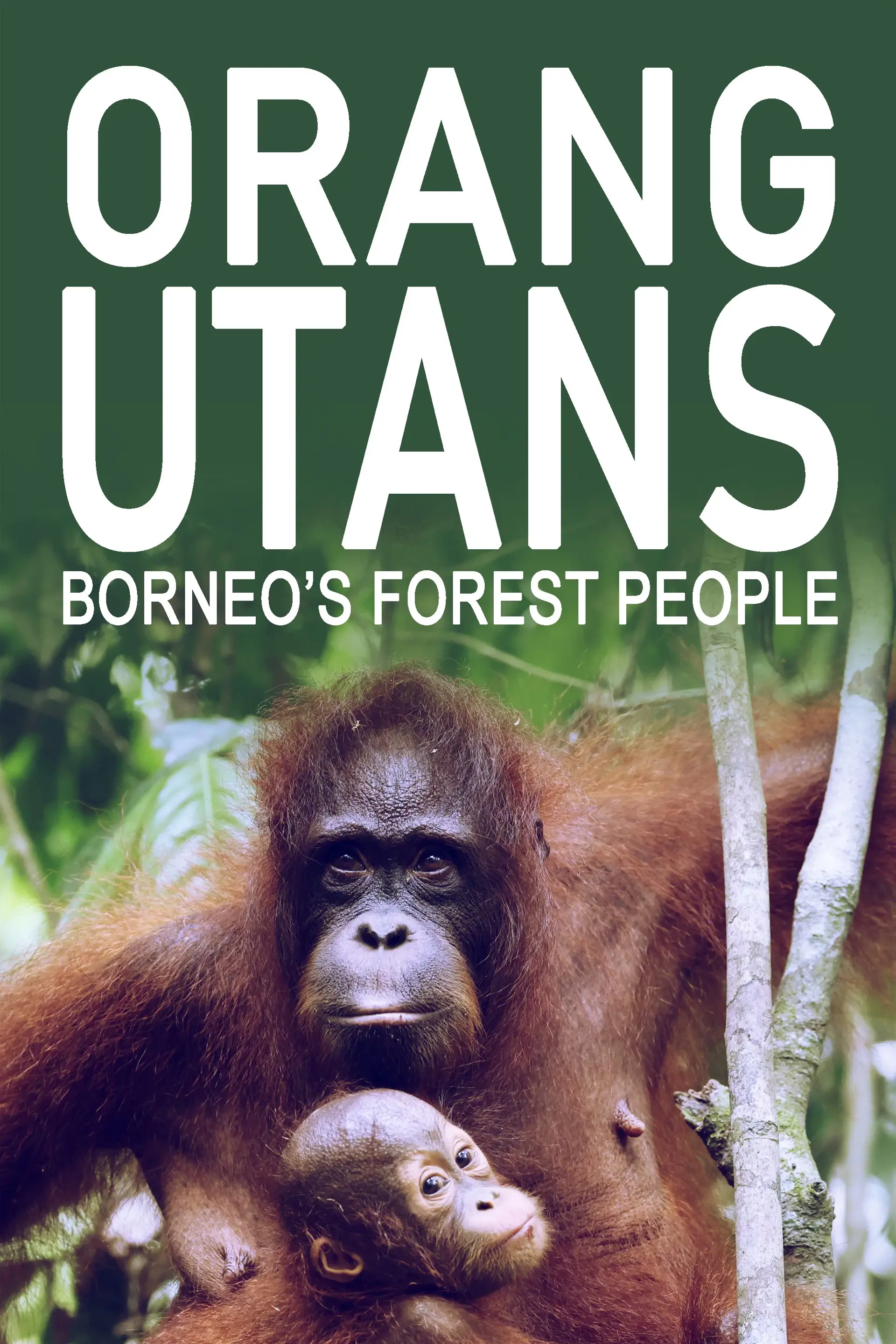 Orang Utans - Keepers of the Jungle