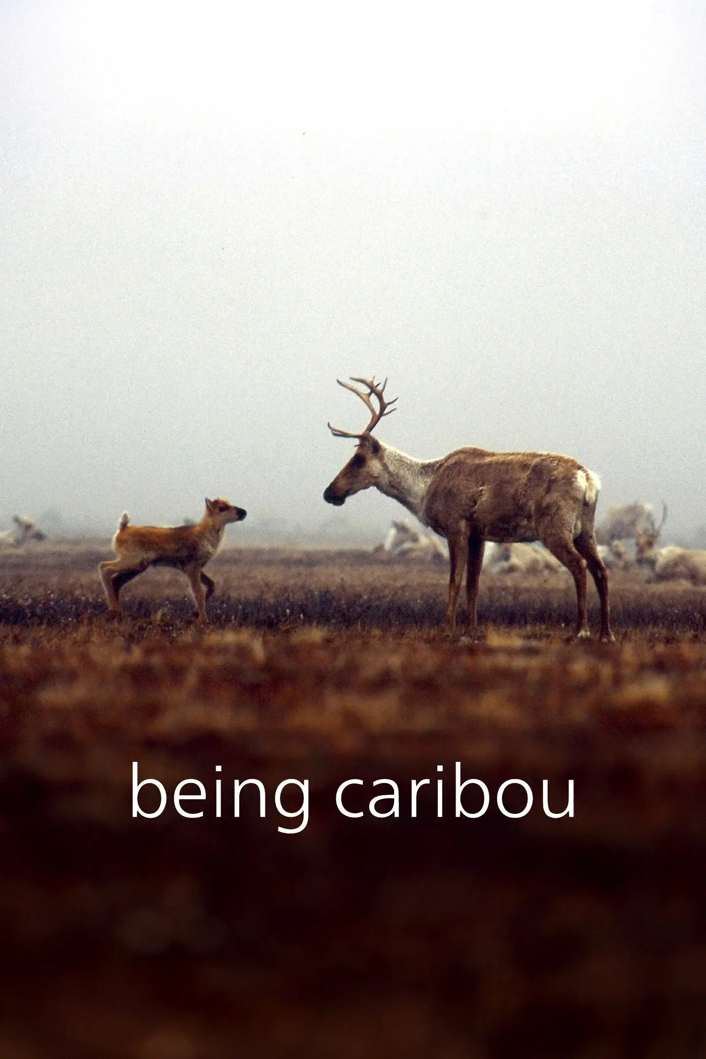 Being Caribou