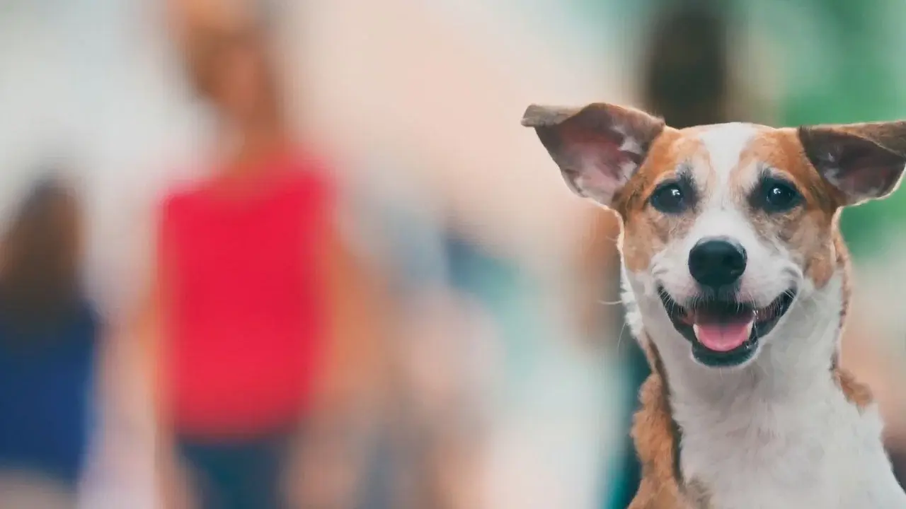 Vida Animal: Segunda Chance