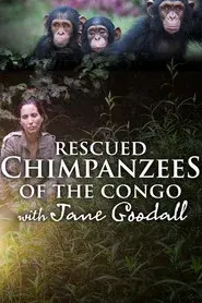 Rescued Chimpanzees of the Congo with Jane Goodall