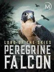 Peregrine Falcon: Lord of the Skies